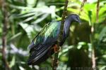 Nicobar pigeon