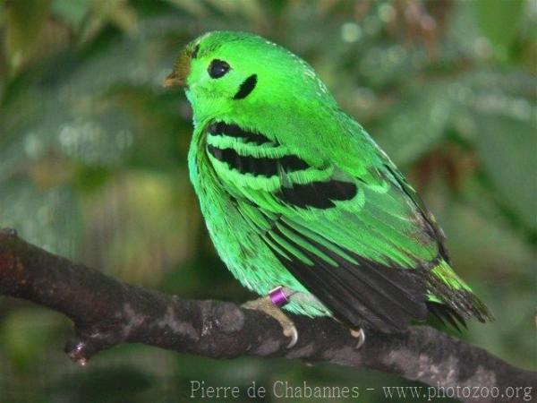 Green broadbill