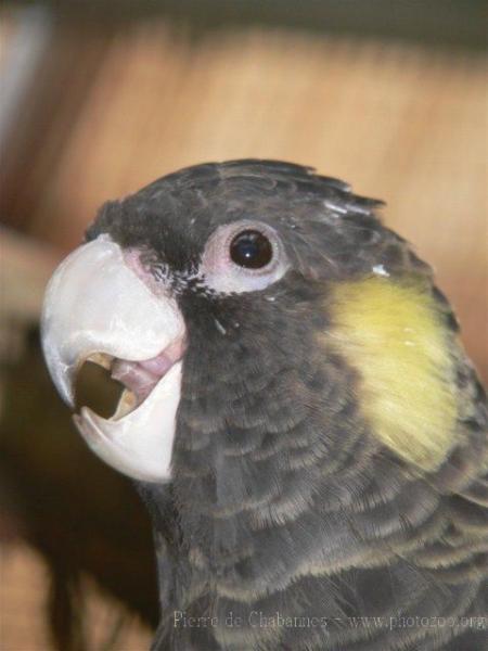 Yellow-tailed black cockatoo