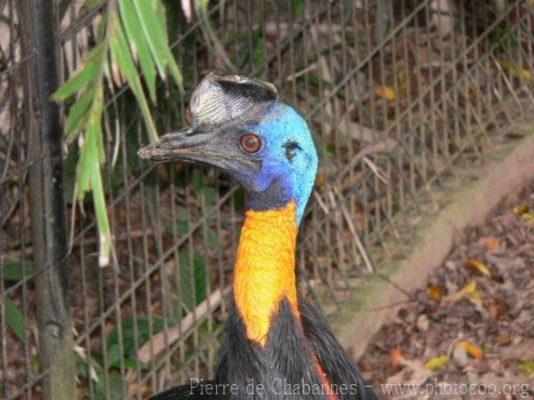 Northern cassowary *