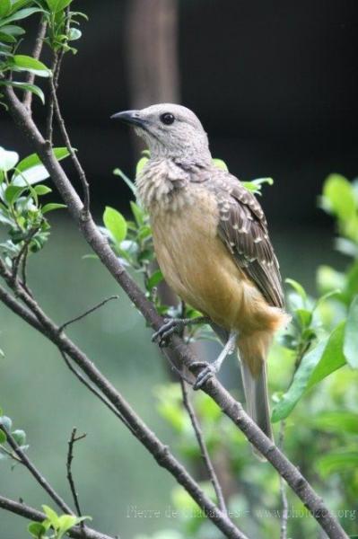 Fawn-breasted bowerbird