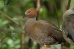 Ruddy-headed goose