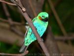 Orange-eared tanager *