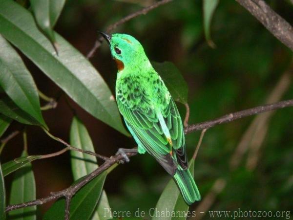 Orange-eared tanager *