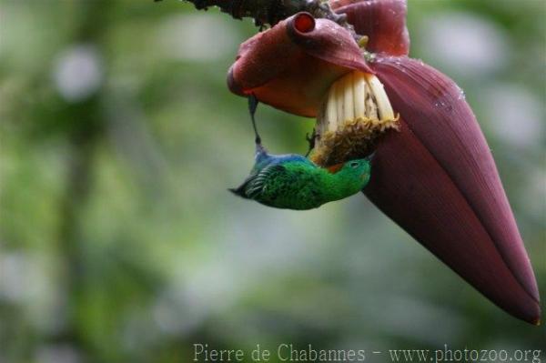 Orange-eared tanager *