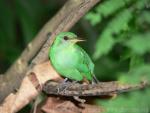 Green honeycreeper