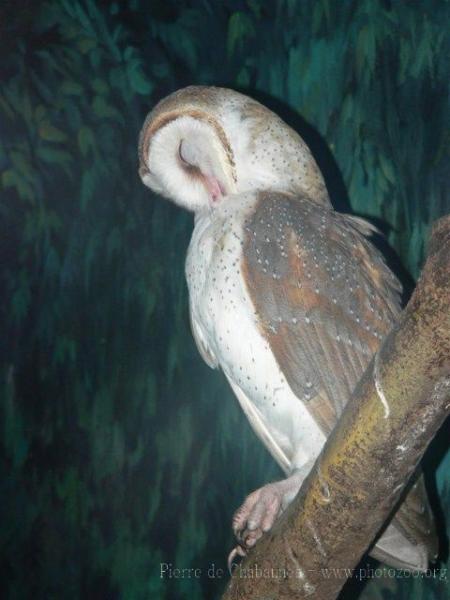 Common barn owl