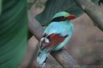 Common green magpie