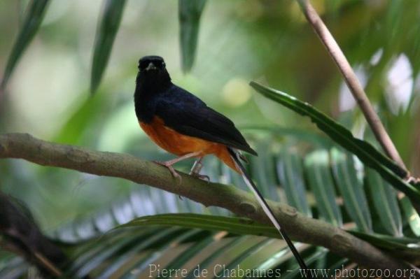 White-rumped shama