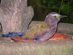 Purple roller *