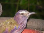 Purple roller *