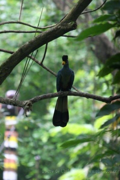 Great blue turaco