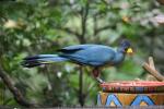 Great blue turaco