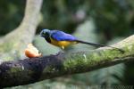 Golden-breasted starling