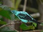 Spangled cotinga *