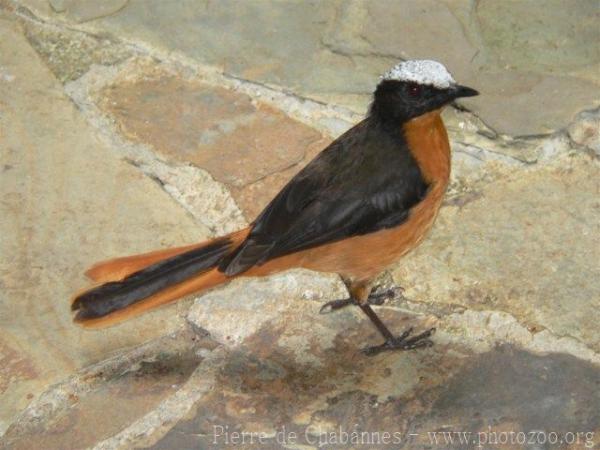 White-crowned robin-chat