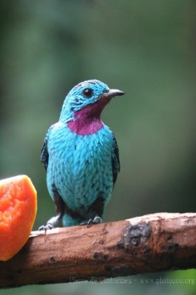 Spangled cotinga *