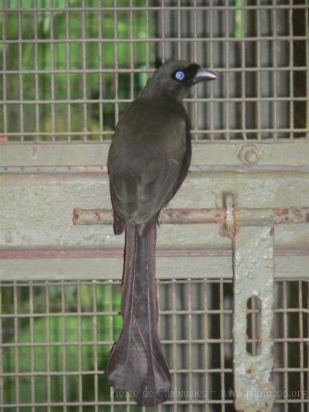 Racket-tailed treepie