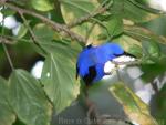 Purple honeycreeper *