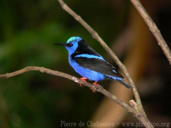 Red-legged honeycreeper