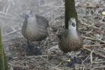 Blue-winged goose *