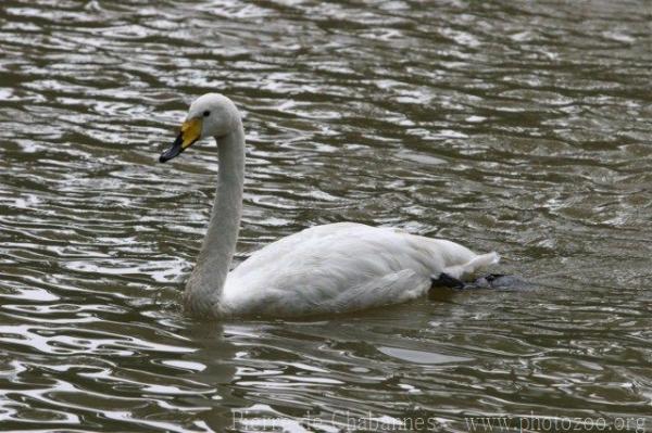 Whooper swan