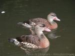 Spotted whistling-duck