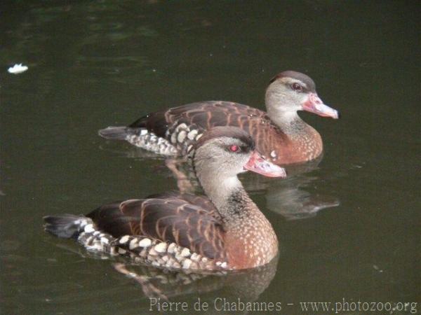 Spotted whistling-duck