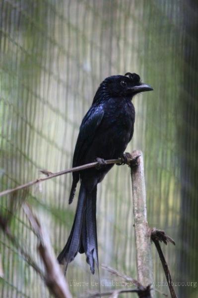 Greater racket-tailed drongo