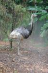 Greater rhea