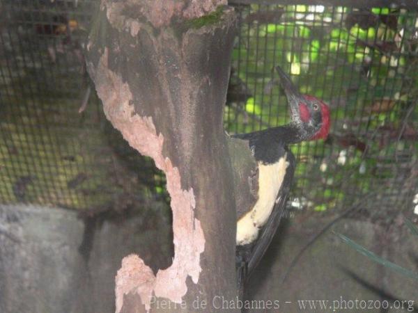 White-bellied woodpecker *