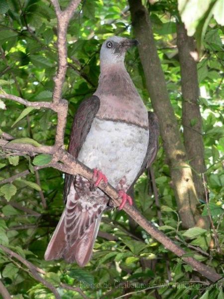 Zoe's imperial-pigeon *