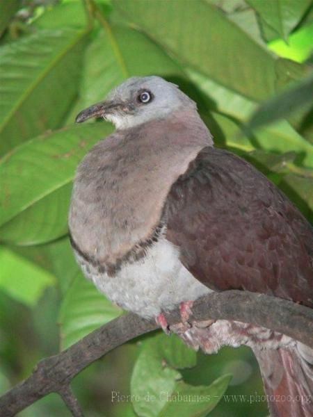 Zoe's imperial-pigeon *