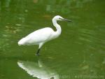 Little egret *