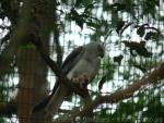 Black-winged kite *