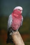 Galah