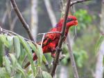 Blue-streaked lory