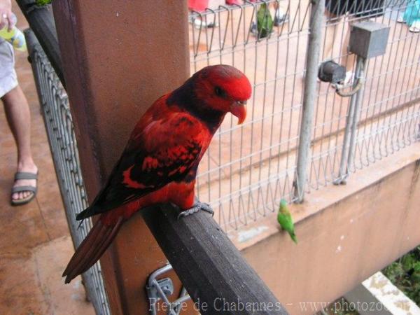 Violet-necked lory