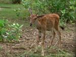 Common eland