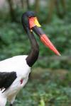 Saddlebill stork