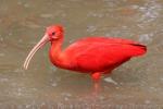 Scarlet ibis