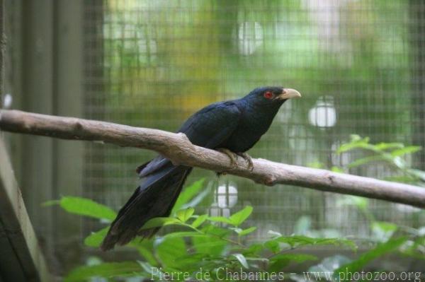 Western koel *