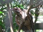 Western koel *