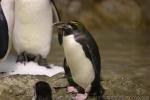 Macaroni penguin