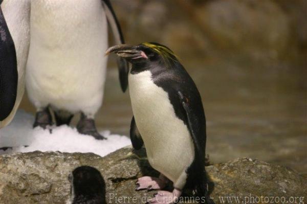 Macaroni penguin