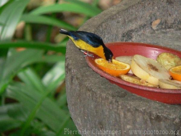 Violaceous euphonia