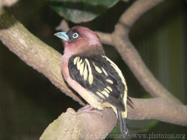 Javan broadbill *