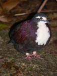 White-breasted ground-dove