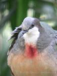 Luzon bleeding-heart