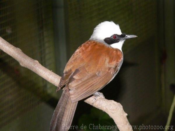 White-crested laughingthrush